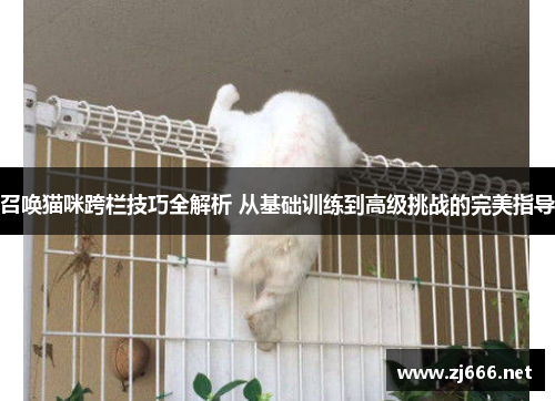 召唤猫咪跨栏技巧全解析 从基础训练到高级挑战的完美指导
